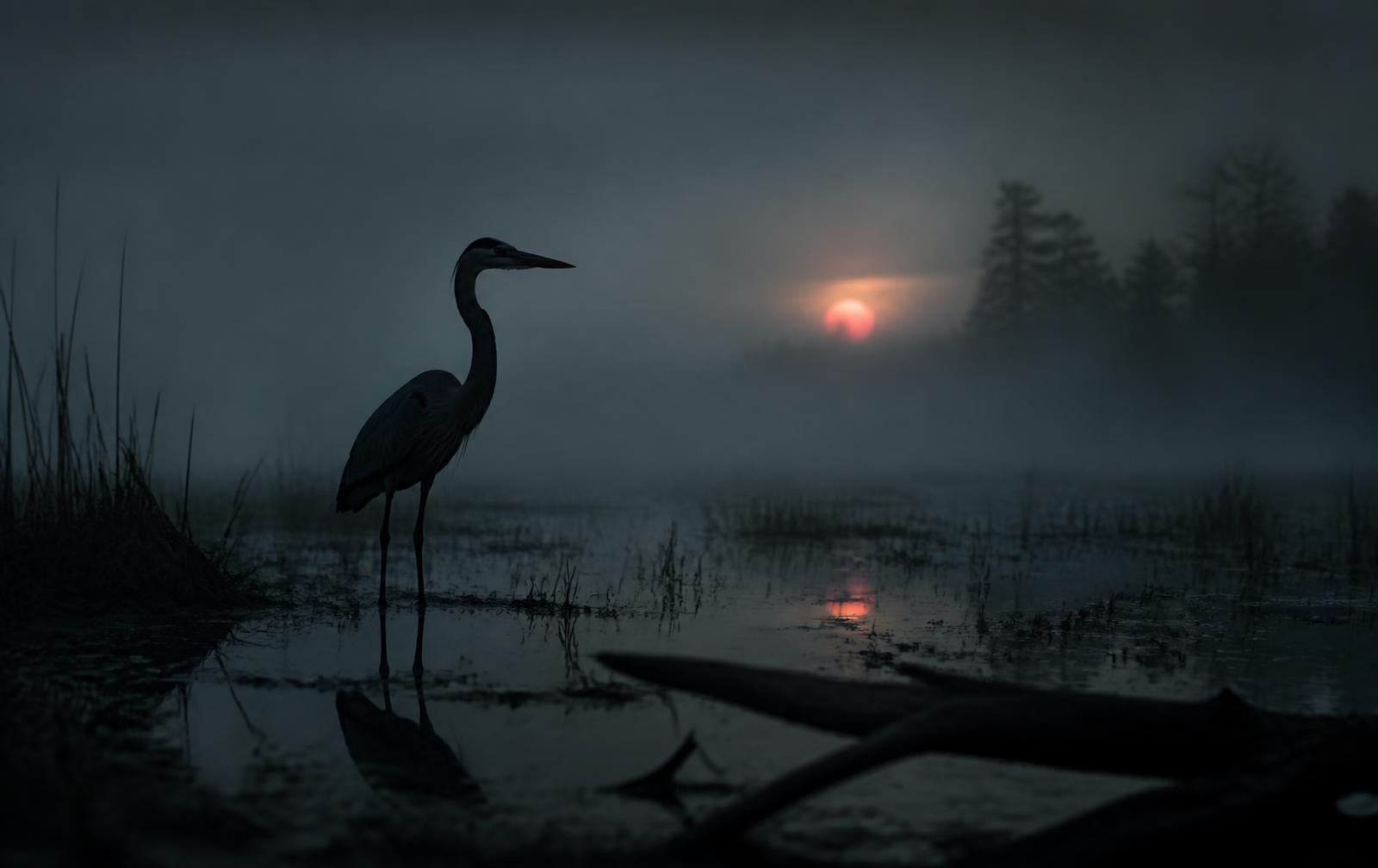 Heron standing in a misty wetland at dusk